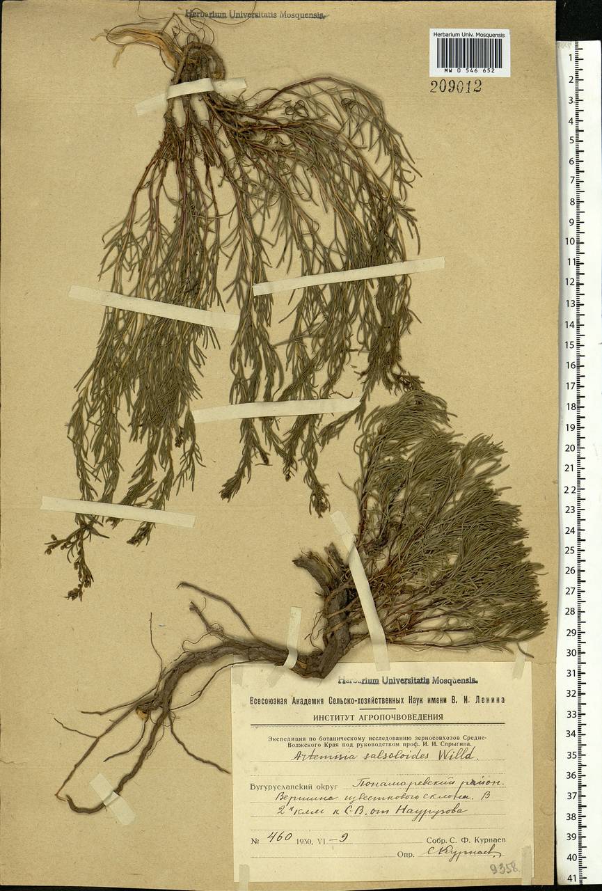Artemisia salsoloides Willd., Eastern Europe, Eastern region (E10) (Russia)