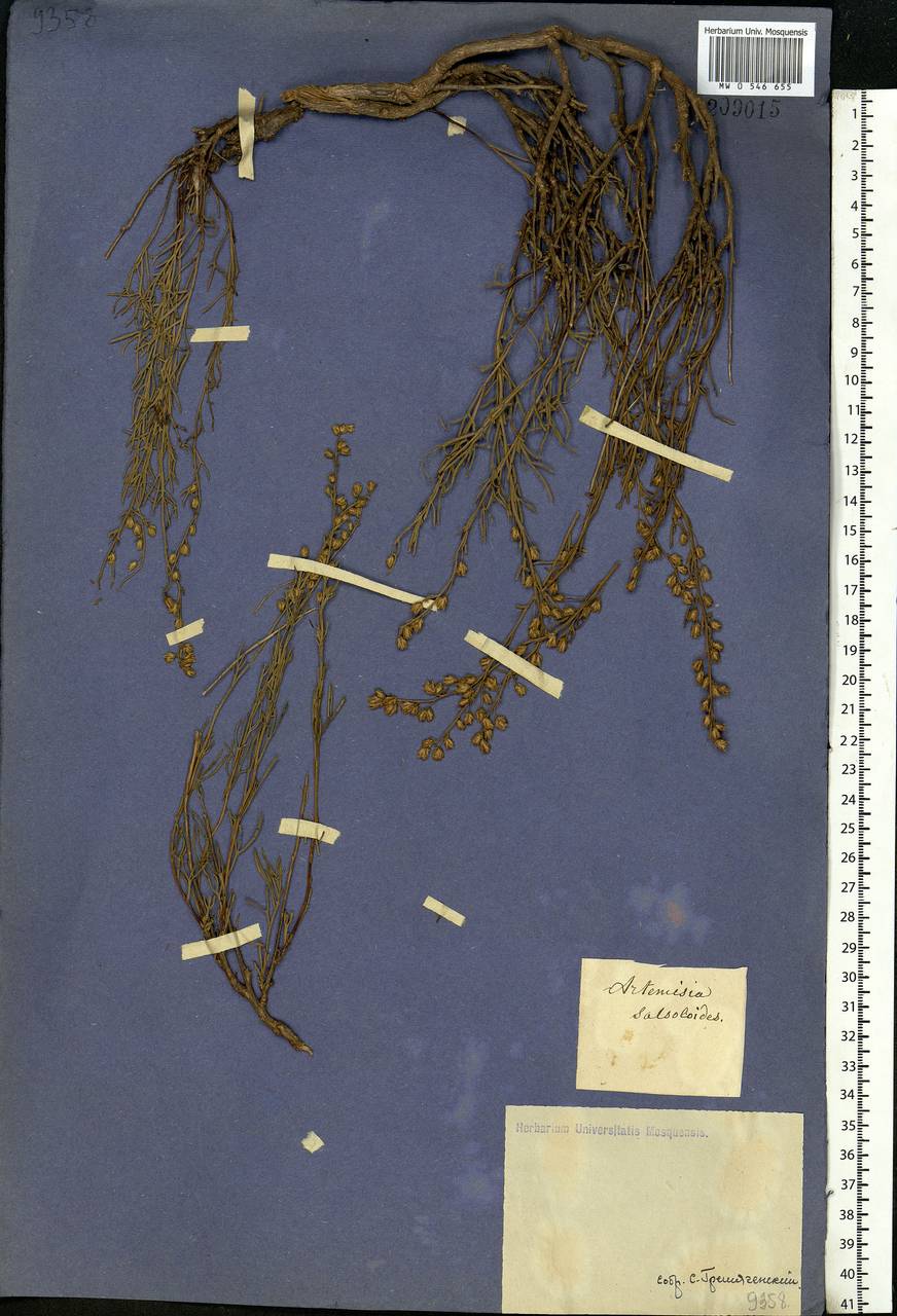 Artemisia salsoloides Willd., Eastern Europe, Lower Volga region (E9) (Russia)
