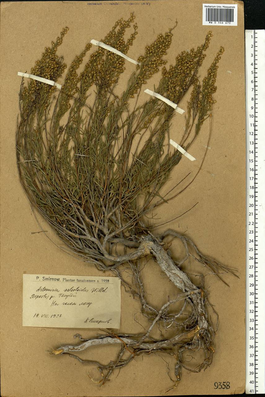 Artemisia salsoloides Willd., Eastern Europe, Lower Volga region (E9) (Russia)