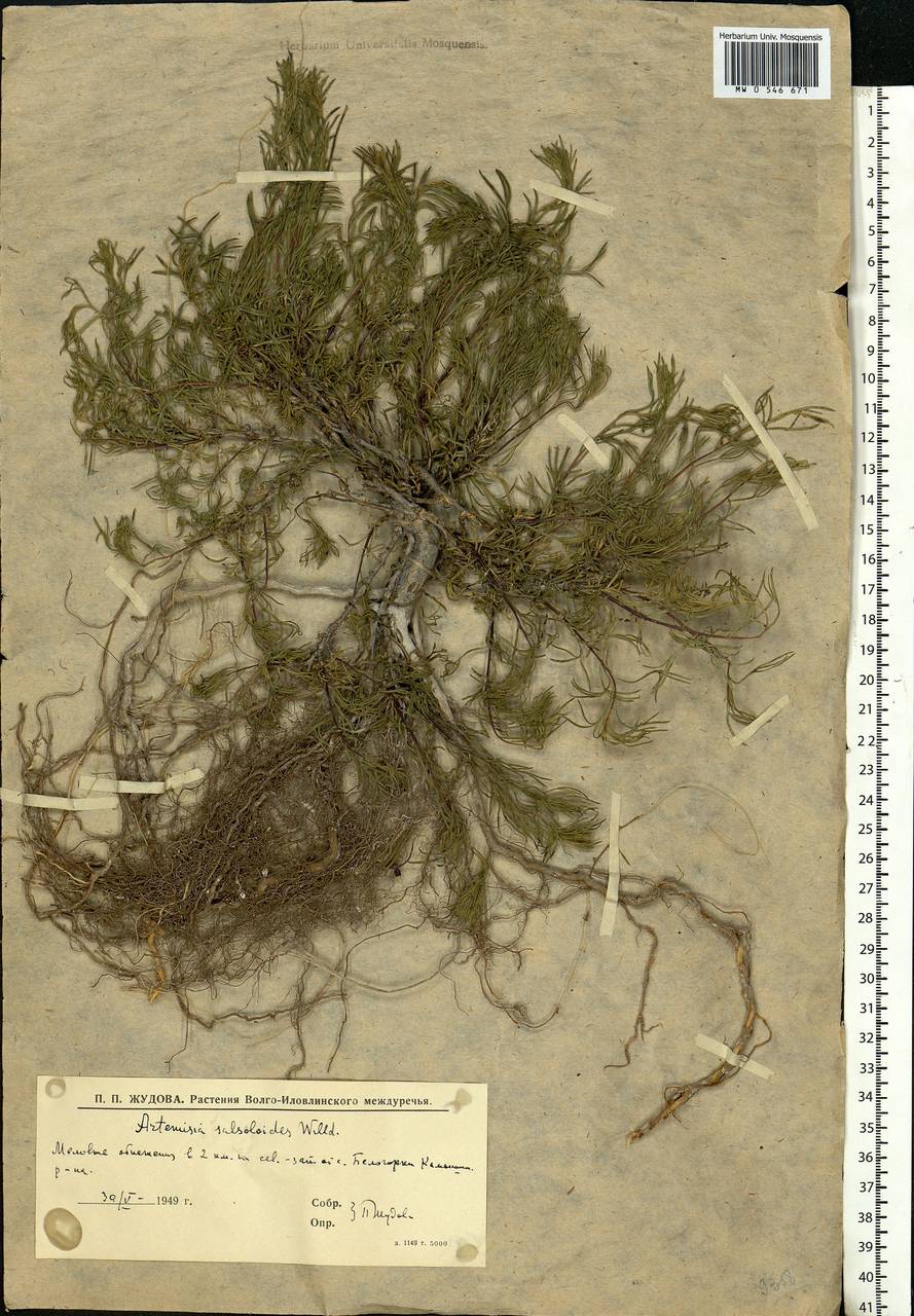 Artemisia salsoloides Willd., Eastern Europe, Lower Volga region (E9) (Russia)