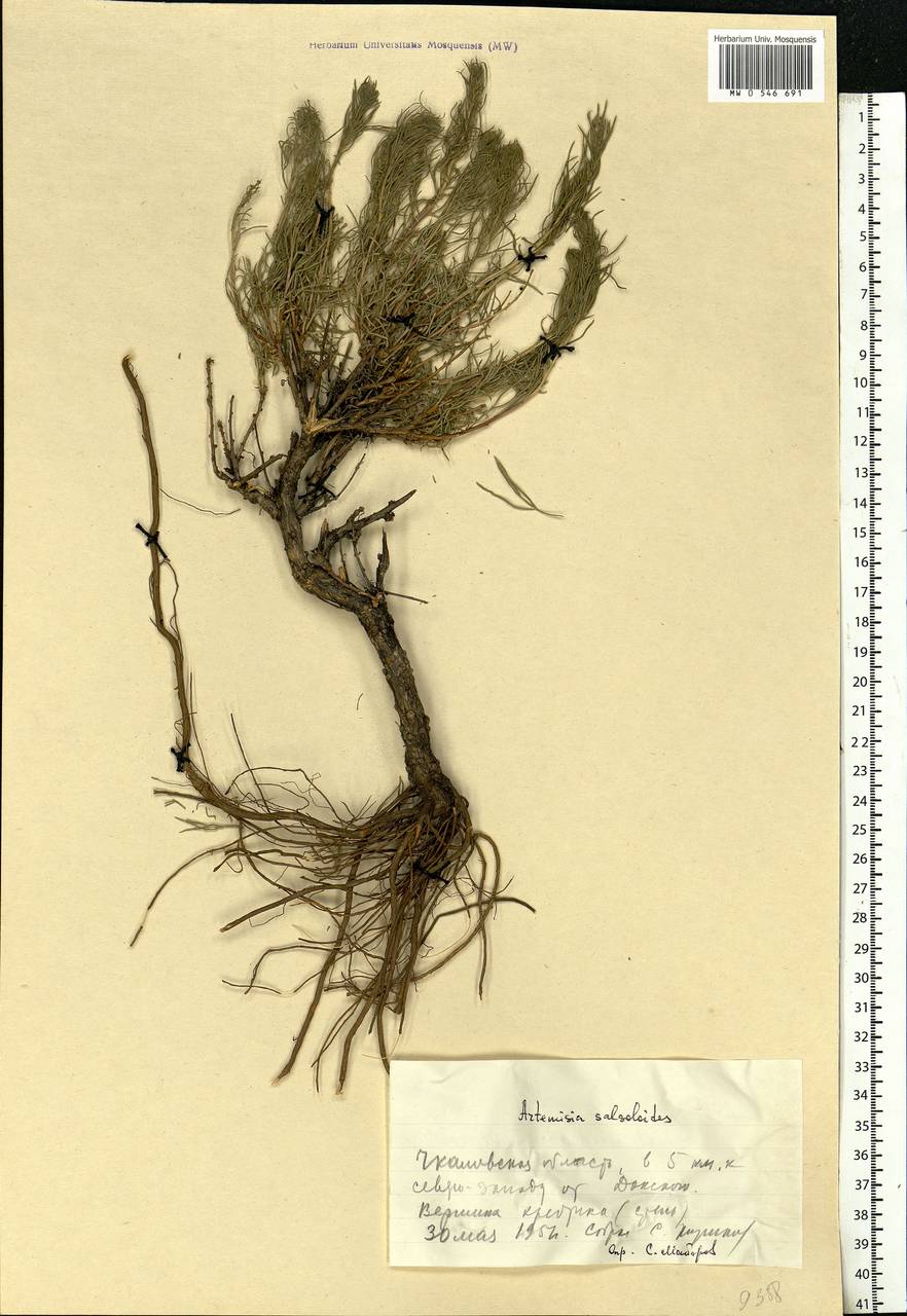 Artemisia salsoloides Willd., Eastern Europe, Eastern region (E10) (Russia)