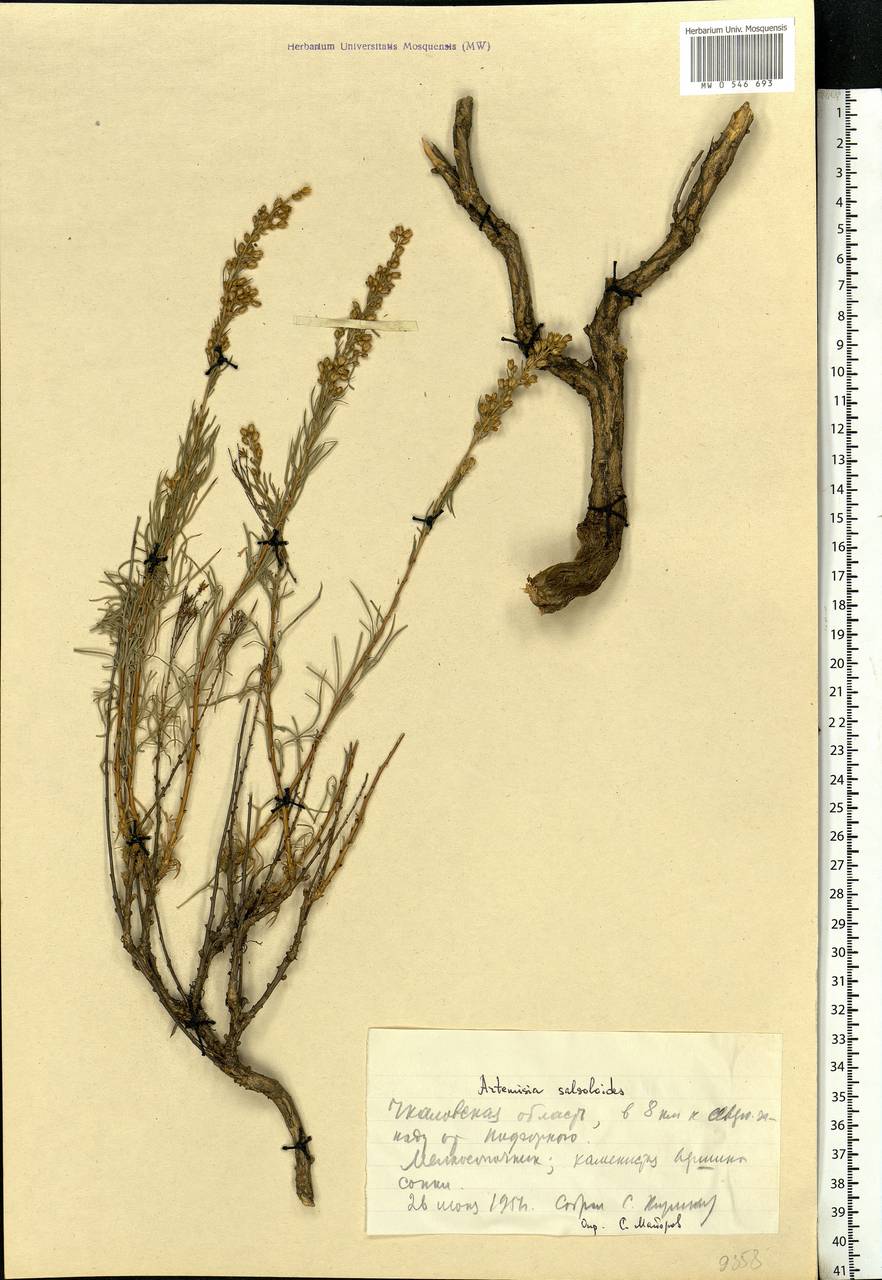 Artemisia salsoloides Willd., Eastern Europe, Eastern region (E10) (Russia)
