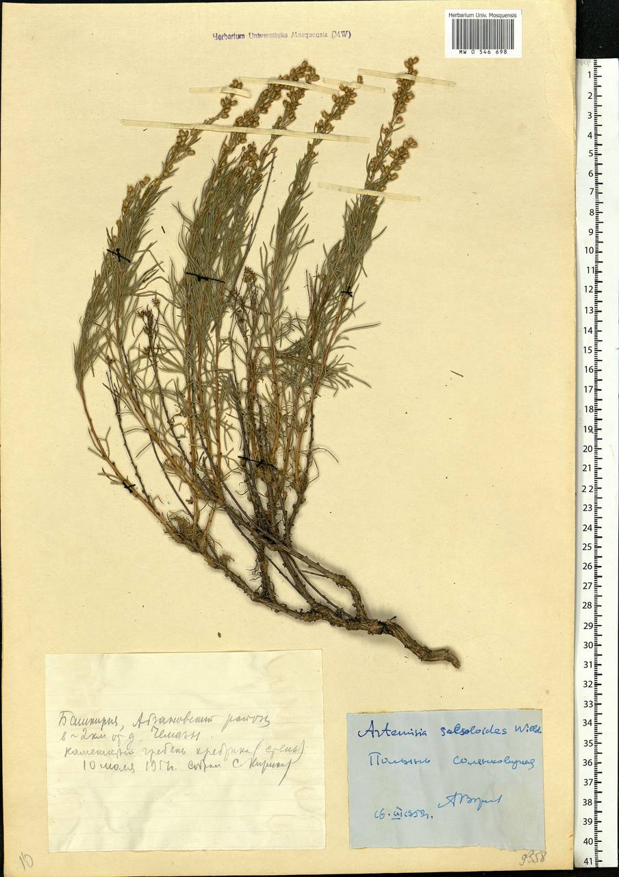 Artemisia salsoloides Willd., Eastern Europe, Eastern region (E10) (Russia)