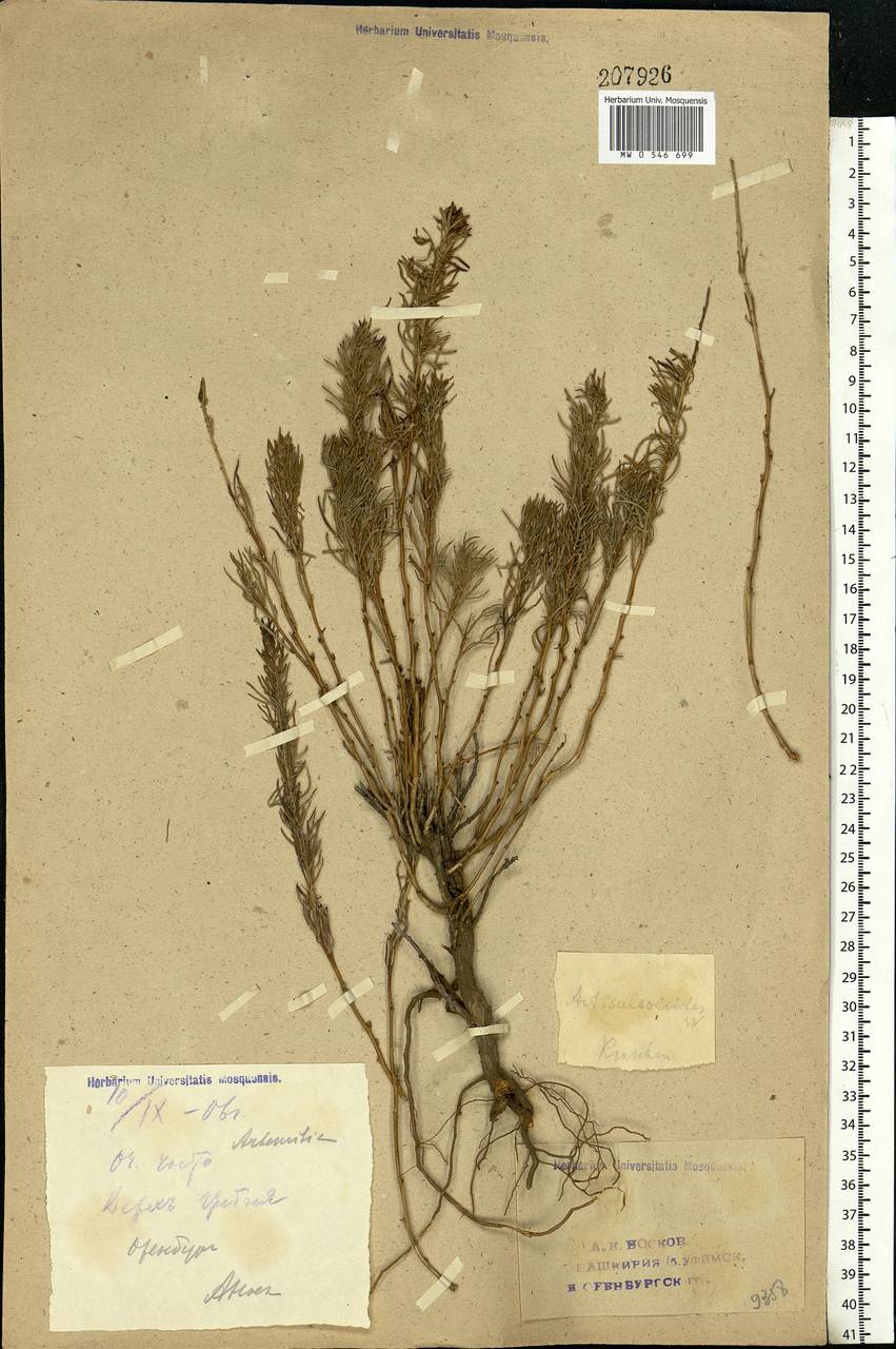 Artemisia salsoloides Willd., Eastern Europe, Eastern region (E10) (Russia)