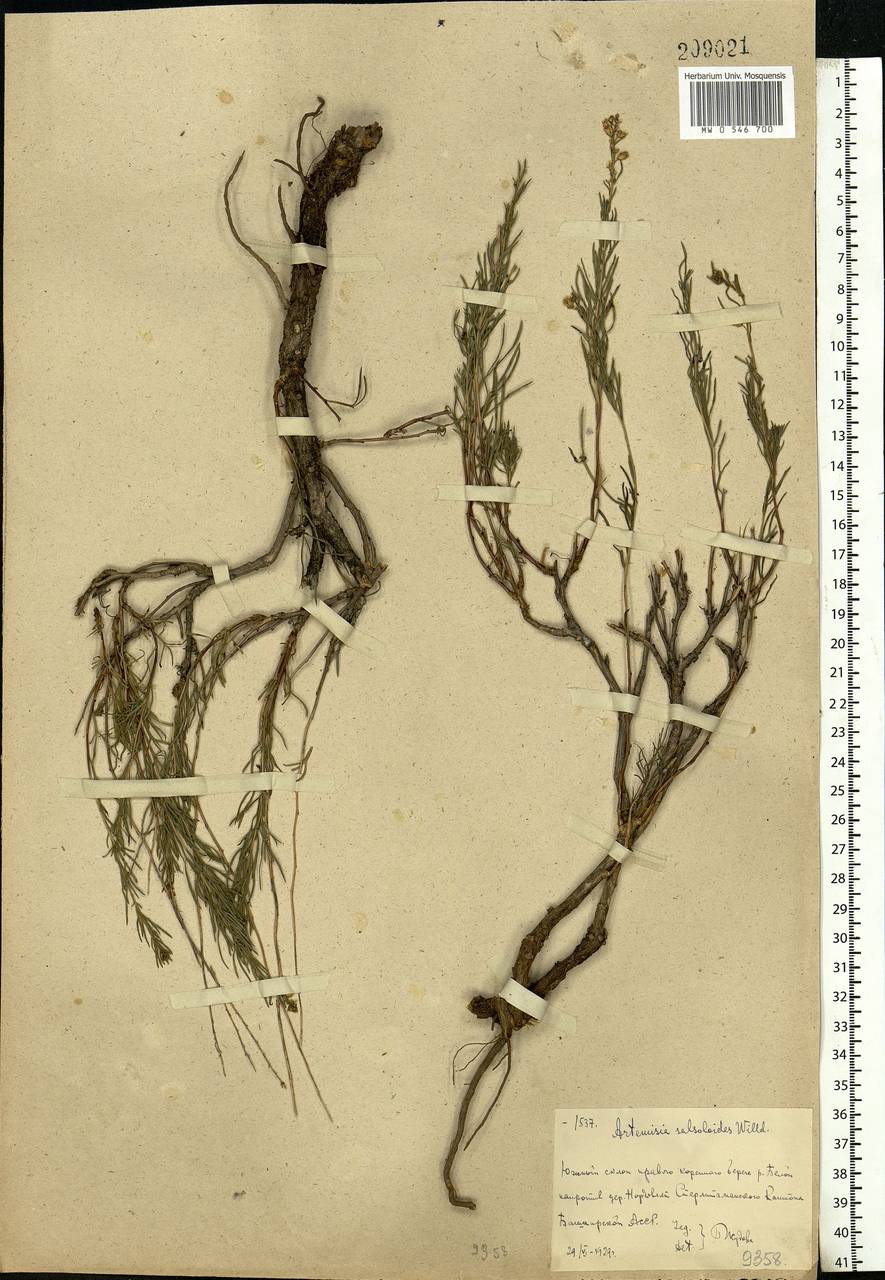 Artemisia salsoloides Willd., Eastern Europe, Eastern region (E10) (Russia)