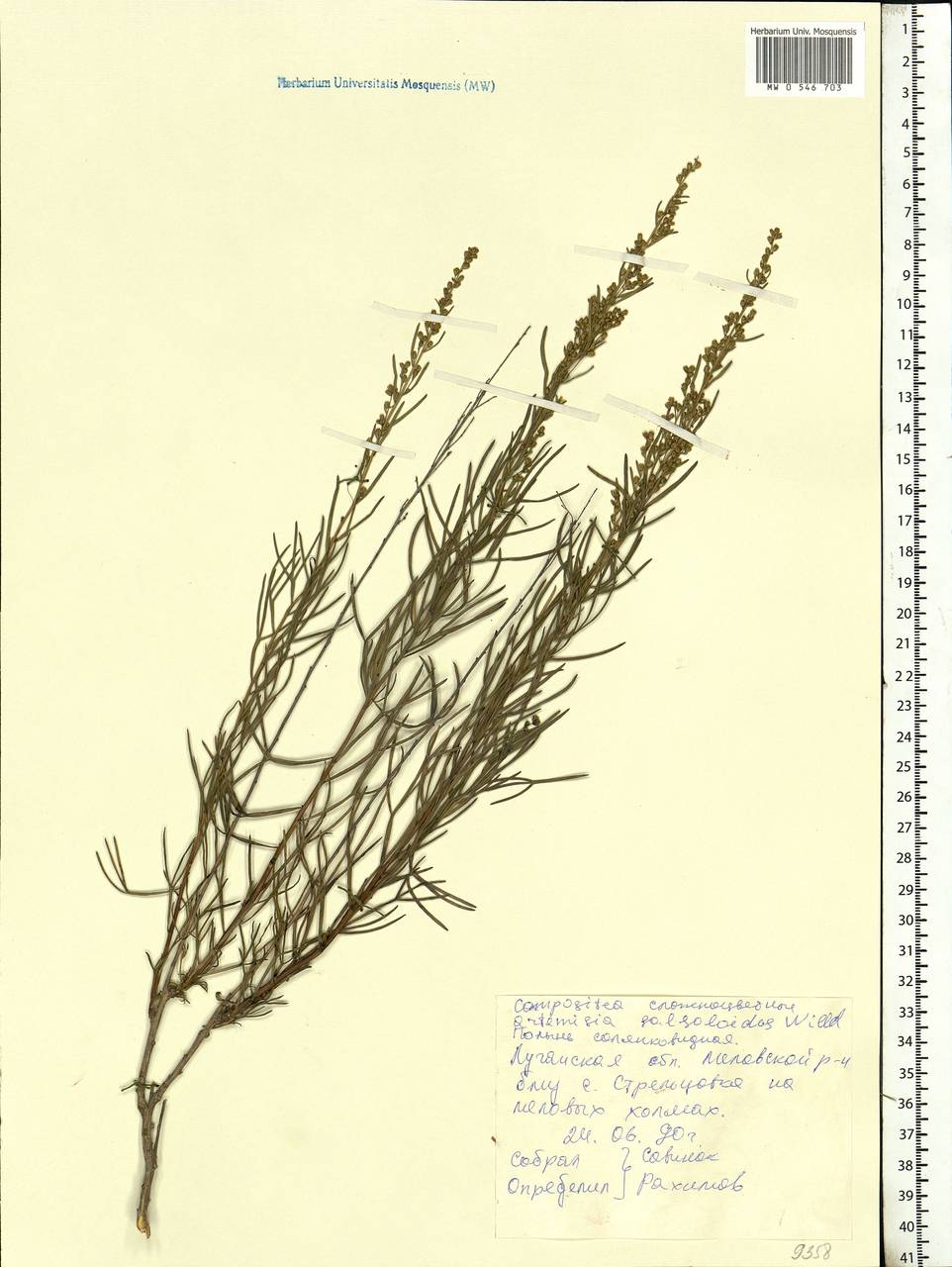 Artemisia salsoloides Willd., Eastern Europe, North Ukrainian region (E11) (Ukraine)