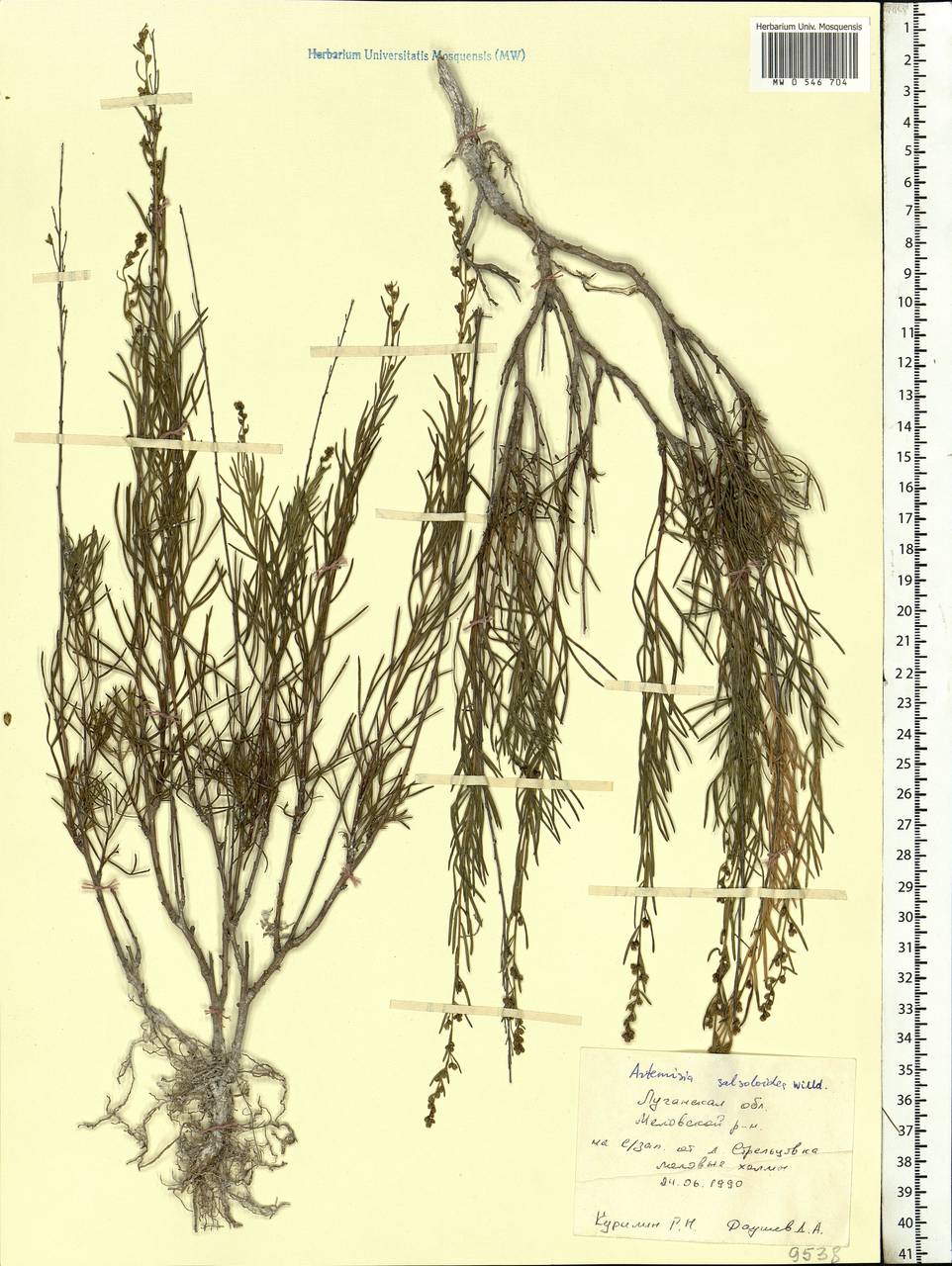 Artemisia salsoloides Willd., Eastern Europe, North Ukrainian region (E11) (Ukraine)