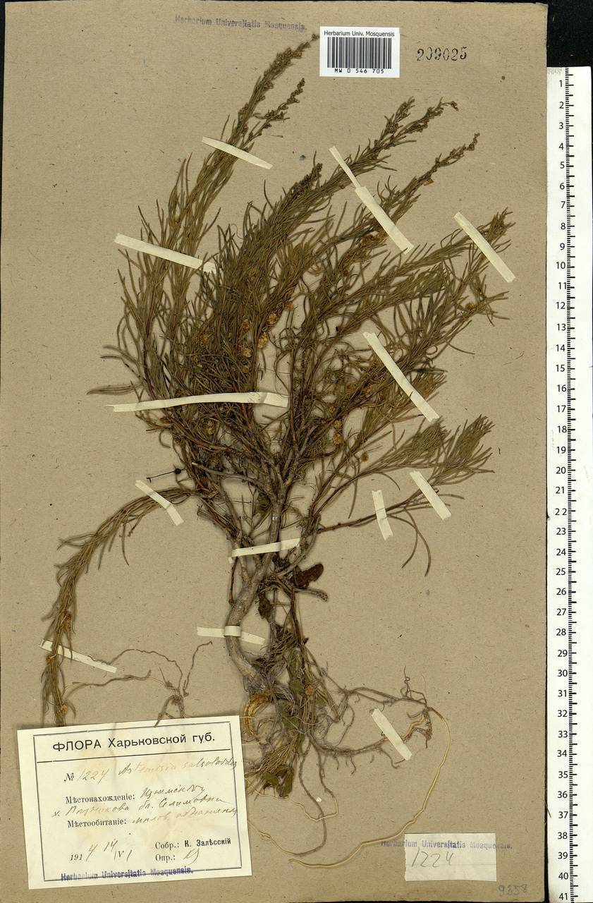 Artemisia salsoloides Willd., Eastern Europe, South Ukrainian region (E12) (Ukraine)
