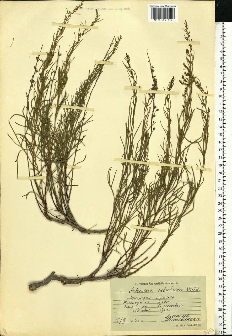 Artemisia salsoloides Willd., Eastern Europe, North Ukrainian region (E11) (Ukraine)