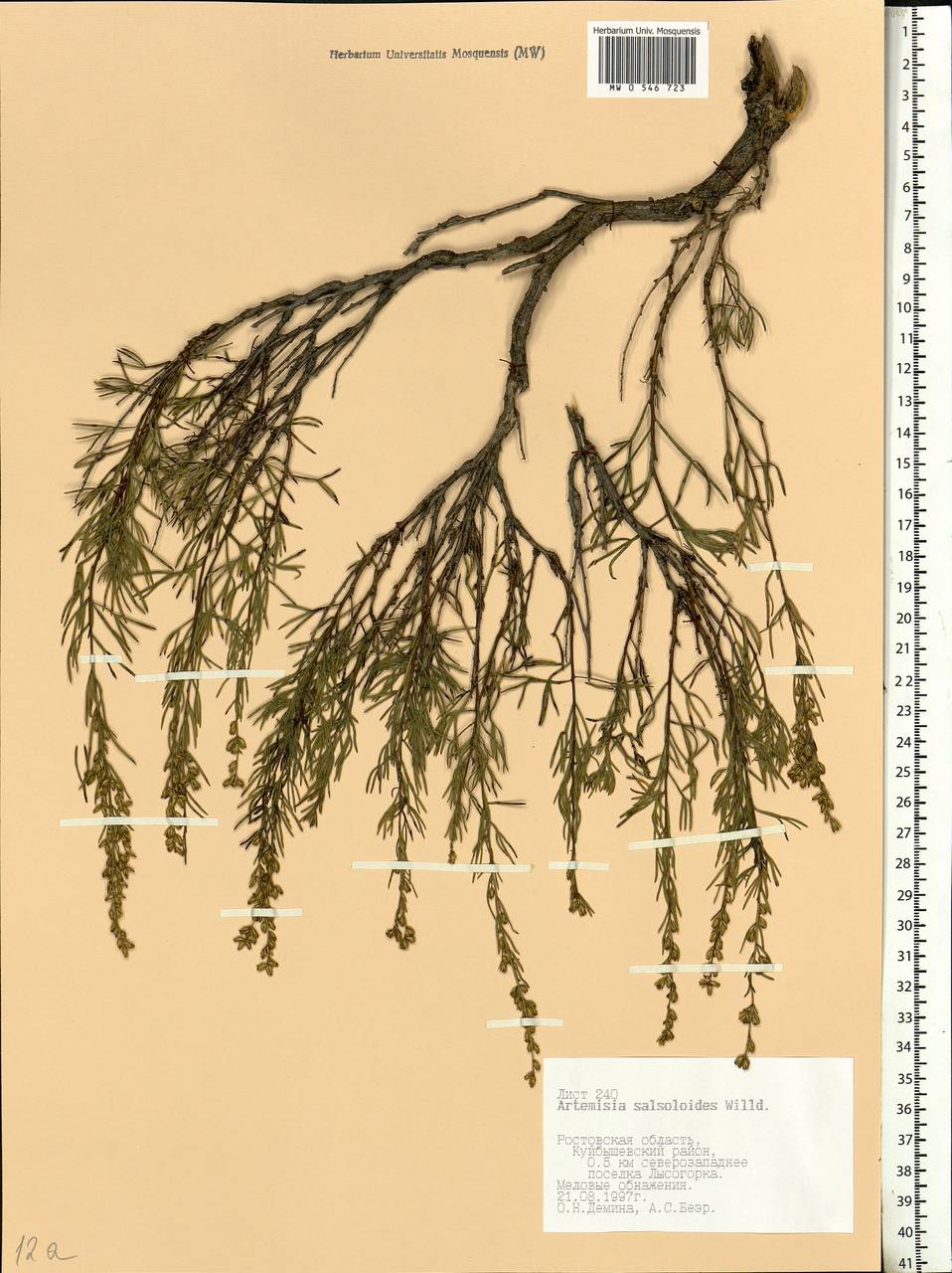 Artemisia salsoloides Willd., Eastern Europe, Rostov Oblast (E12a) (Russia)