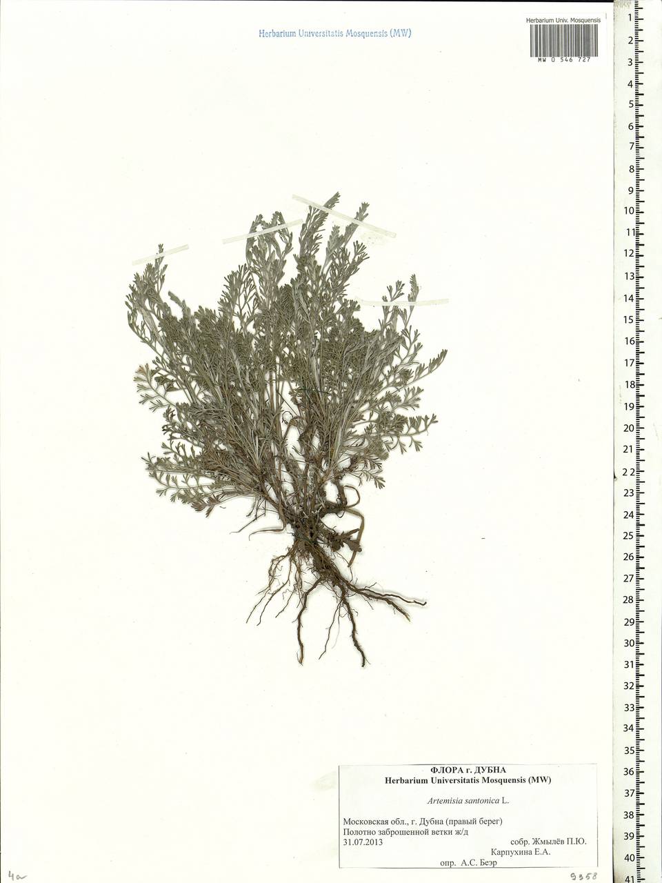 Artemisia caerulescens subsp. caerulescens, Eastern Europe, Moscow region (E4a) (Russia)