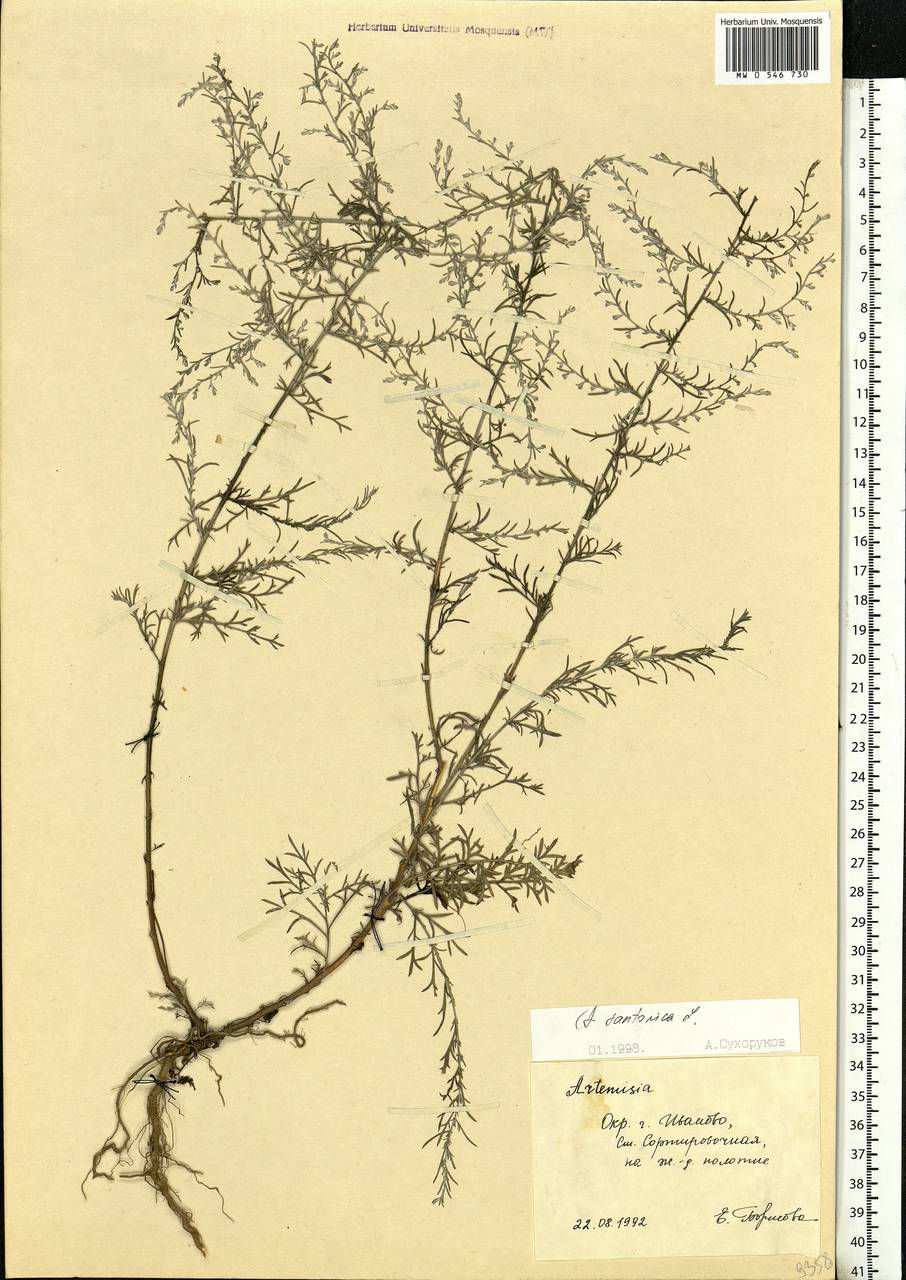 Artemisia caerulescens subsp. caerulescens, Eastern Europe, Central forest region (E5) (Russia)