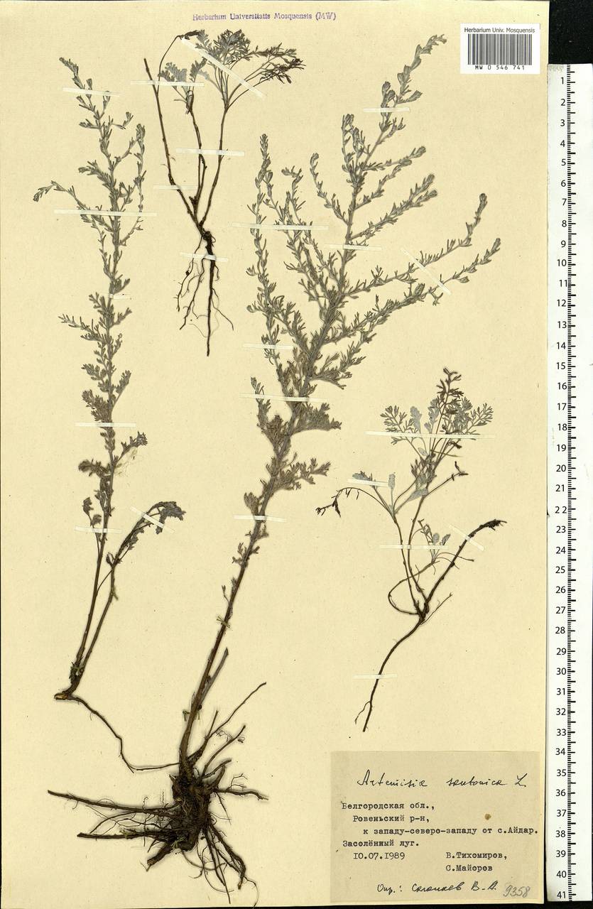 Artemisia caerulescens subsp. caerulescens, Eastern Europe, Central forest-and-steppe region (E6) (Russia)