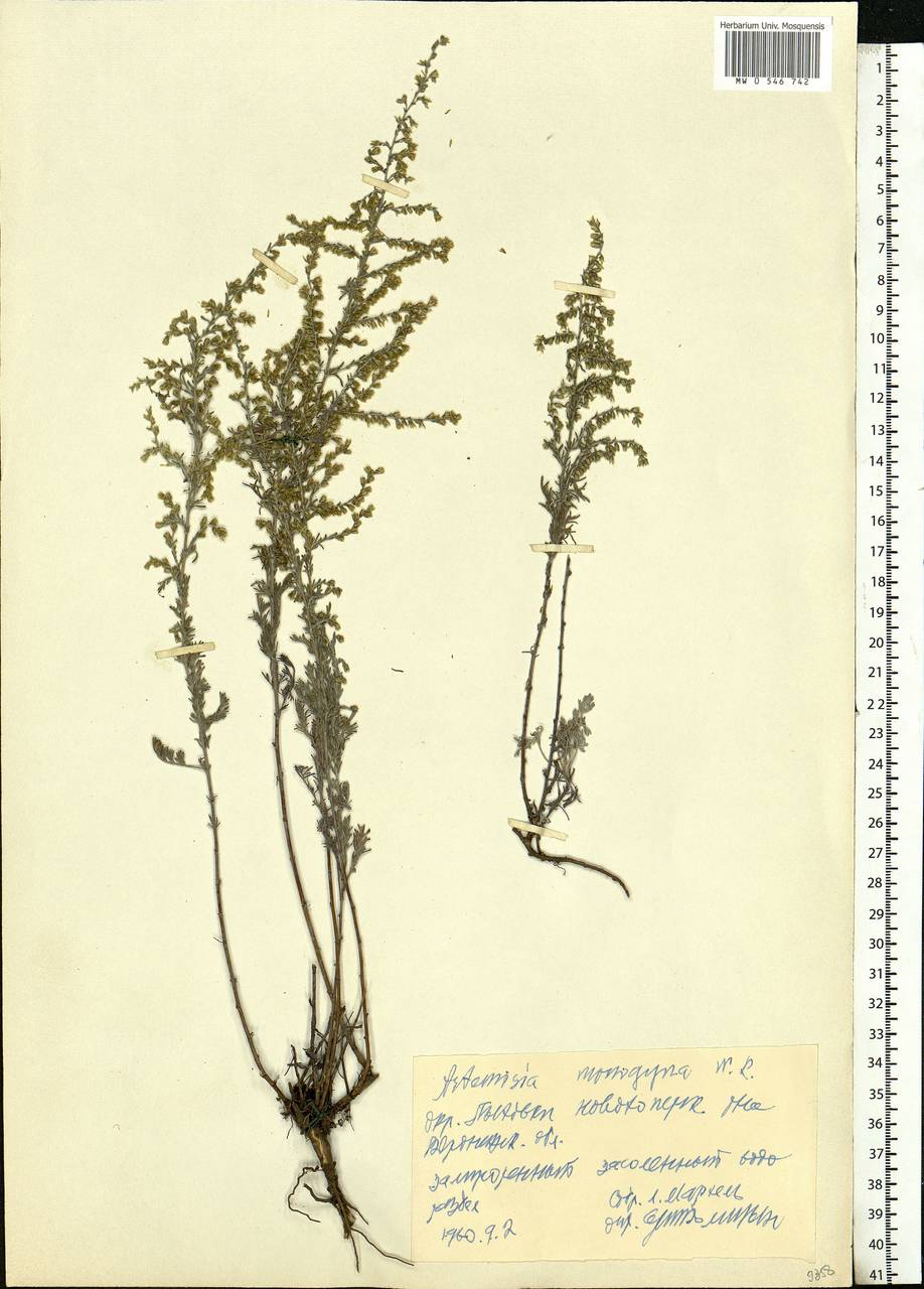 Artemisia caerulescens subsp. caerulescens, Eastern Europe, Central forest-and-steppe region (E6) (Russia)