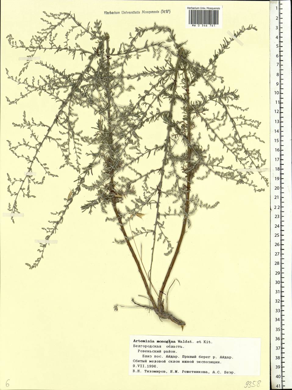 Artemisia caerulescens subsp. caerulescens, Eastern Europe, Central forest-and-steppe region (E6) (Russia)