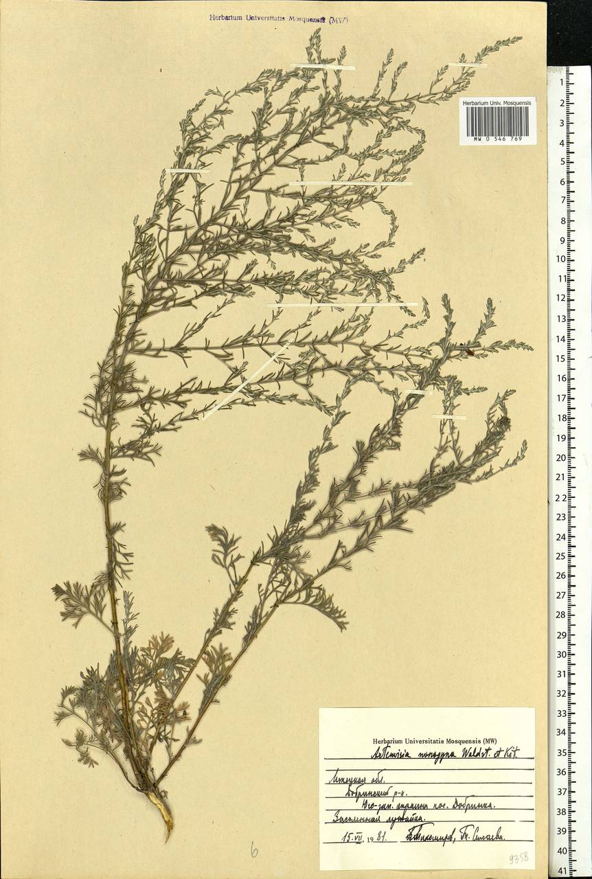 Artemisia caerulescens subsp. caerulescens, Eastern Europe, Central forest-and-steppe region (E6) (Russia)