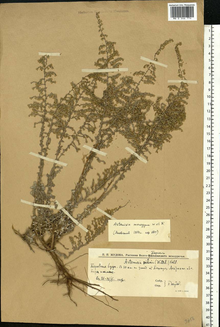 Artemisia caerulescens subsp. caerulescens, Eastern Europe, Lower Volga region (E9) (Russia)