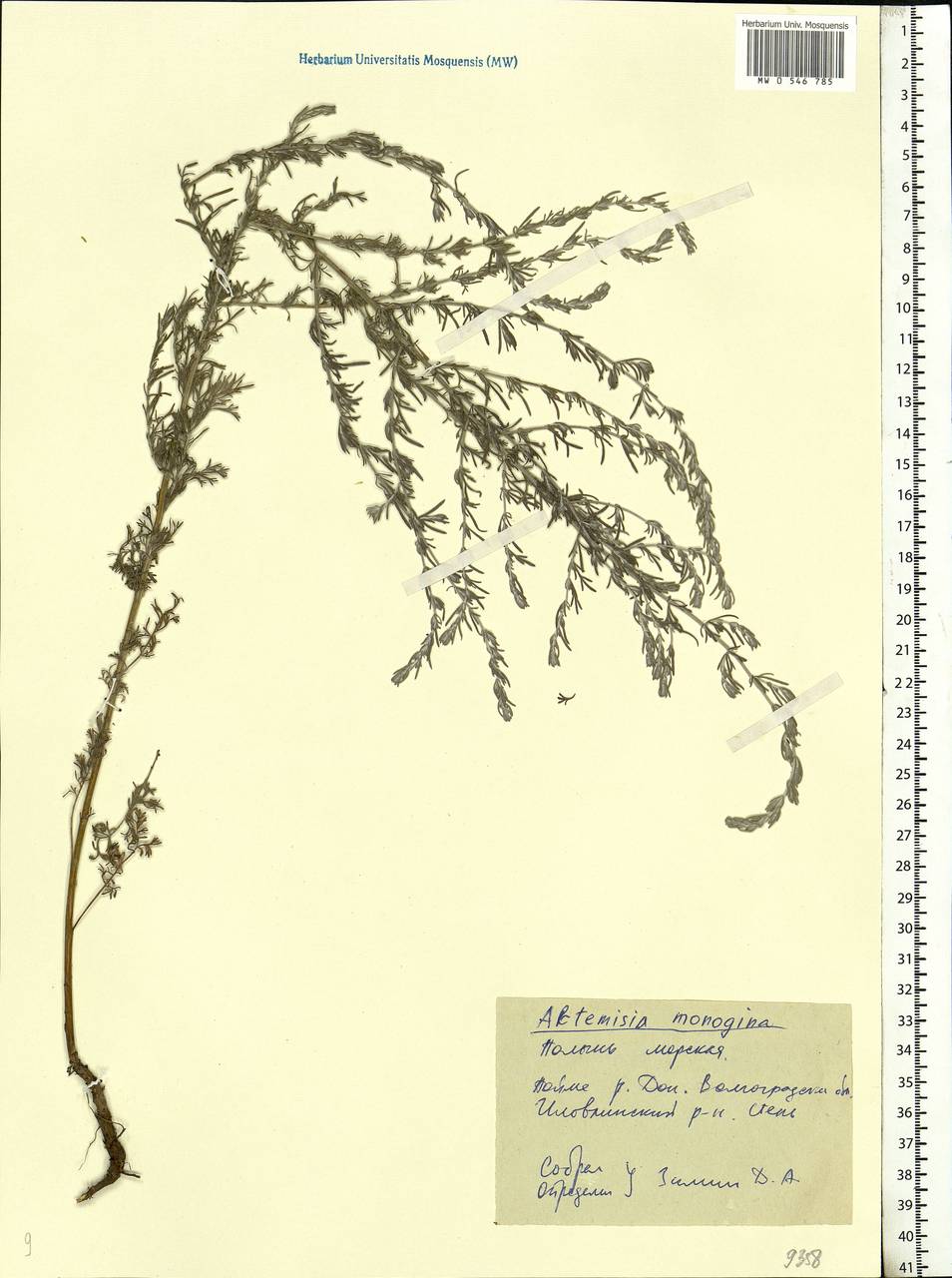 Artemisia caerulescens subsp. caerulescens, Eastern Europe, Lower Volga region (E9) (Russia)