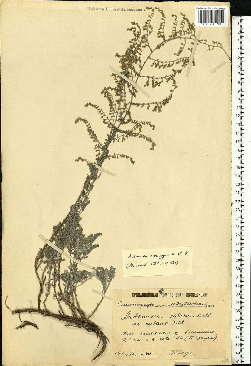 Artemisia caerulescens subsp. caerulescens, Eastern Europe, Lower Volga region (E9) (Russia)