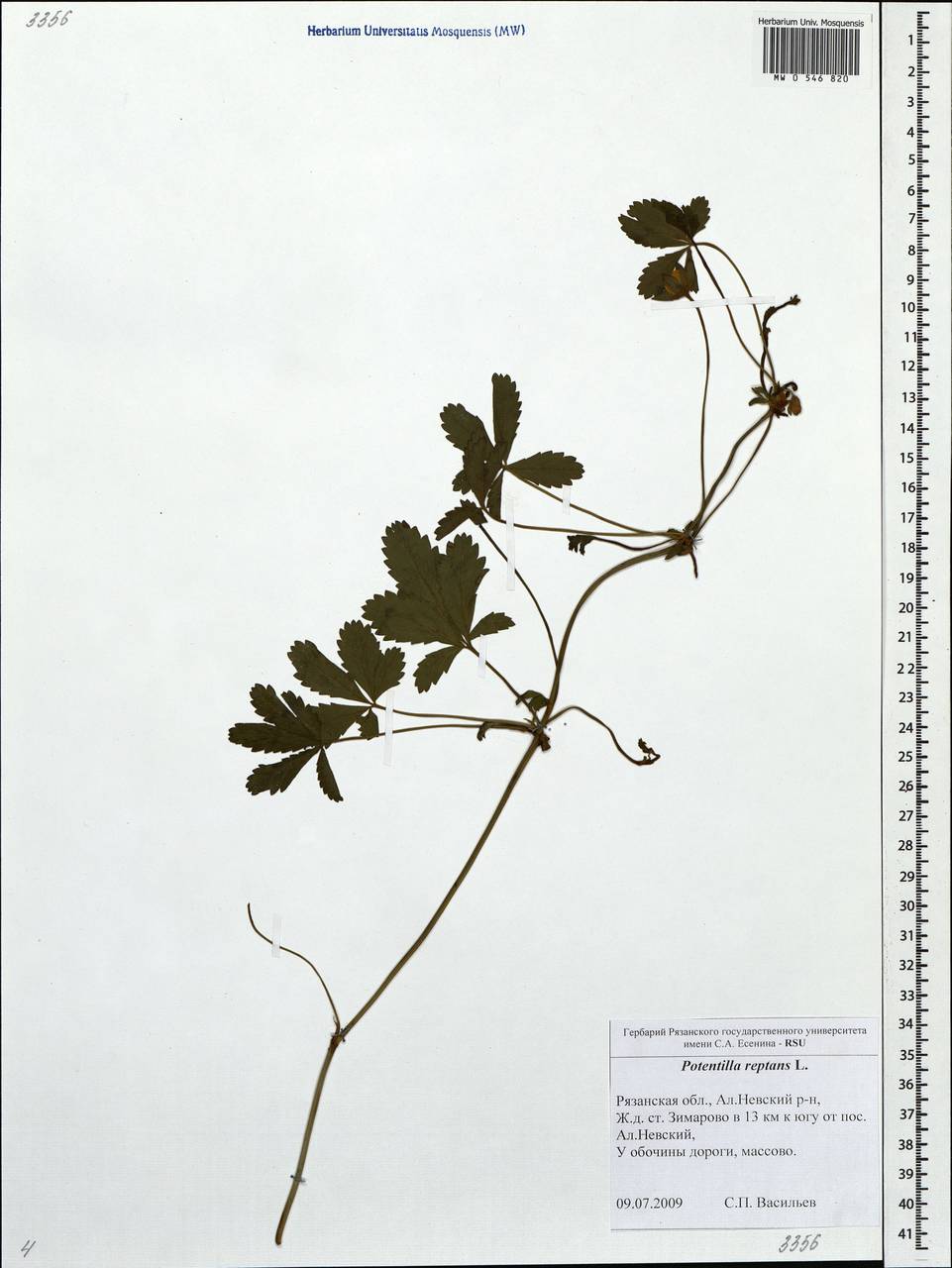 Potentilla reptans L., Eastern Europe, Central region (E4) (Russia)