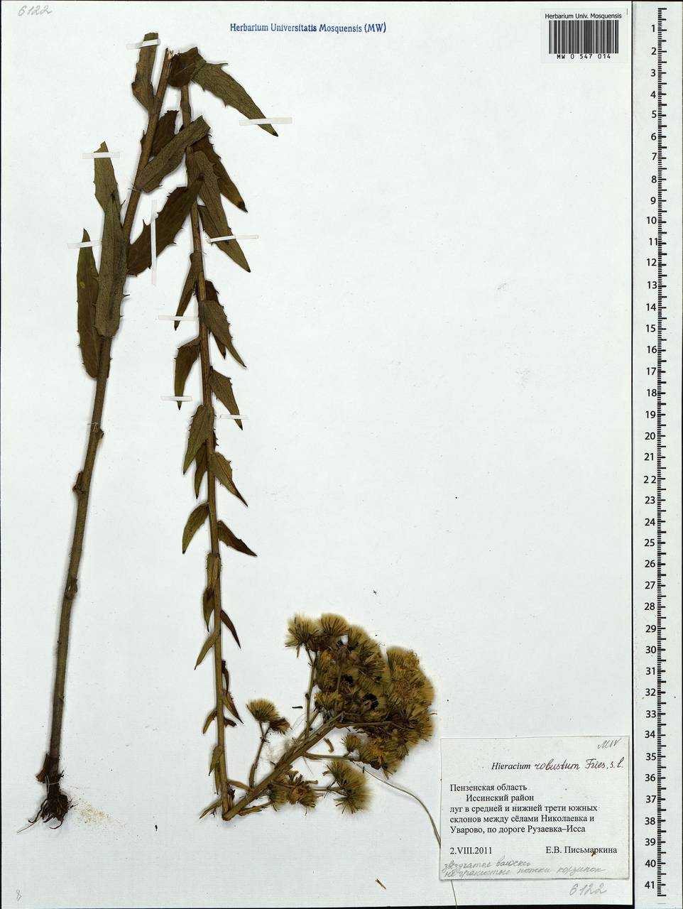Hieracium robustum Fr., Eastern Europe, Middle Volga region (E8) (Russia)