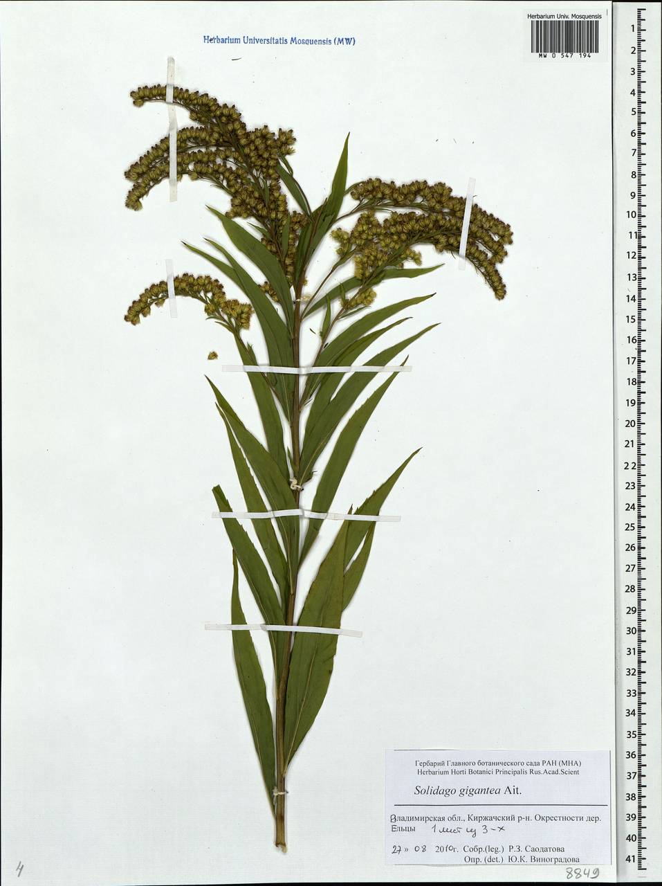 Solidago gigantea Aiton, Eastern Europe, Central region (E4) (Russia)