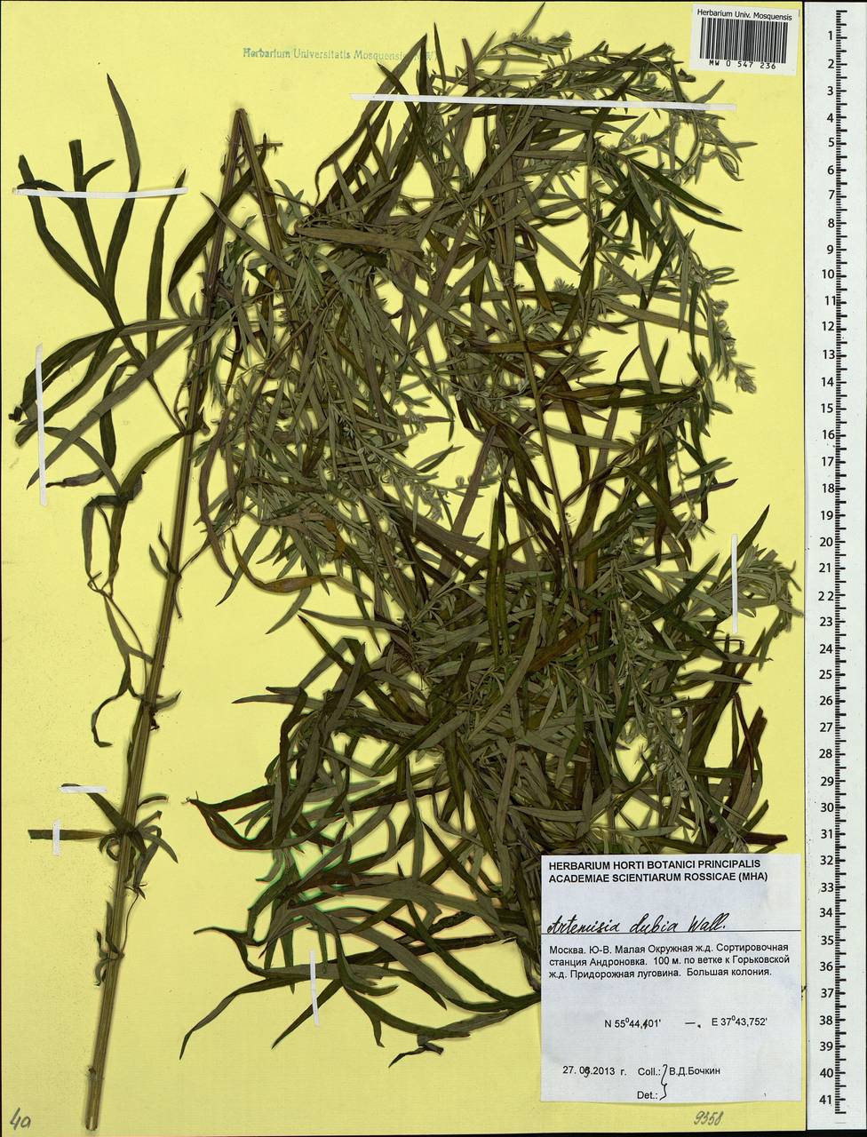 Artemisia dubia Wall. ex Besser, Eastern Europe, Moscow region (E4a) (Russia)