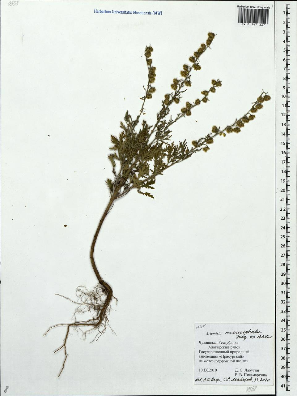 Artemisia macrocephala Jacquem. ex Besser, Eastern Europe, Middle Volga region (E8) (Russia)