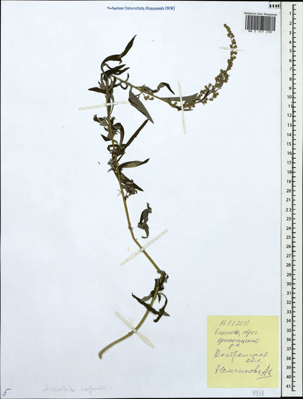 Artemisia vulgaris L., Eastern Europe, Central forest region (E5) (Russia)