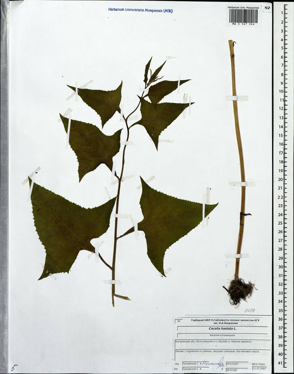 Parasenecio hastatus (L.) H. Koyama, Eastern Europe, Central forest region (E5) (Russia)