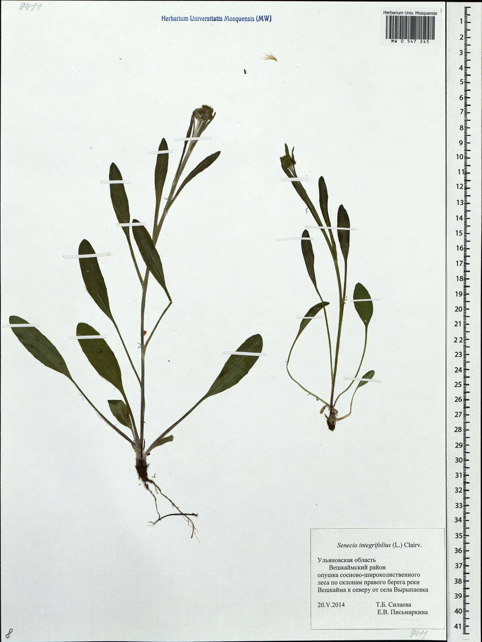 Tephroseris integrifolia (L.) Holub, Eastern Europe, Middle Volga region (E8) (Russia)