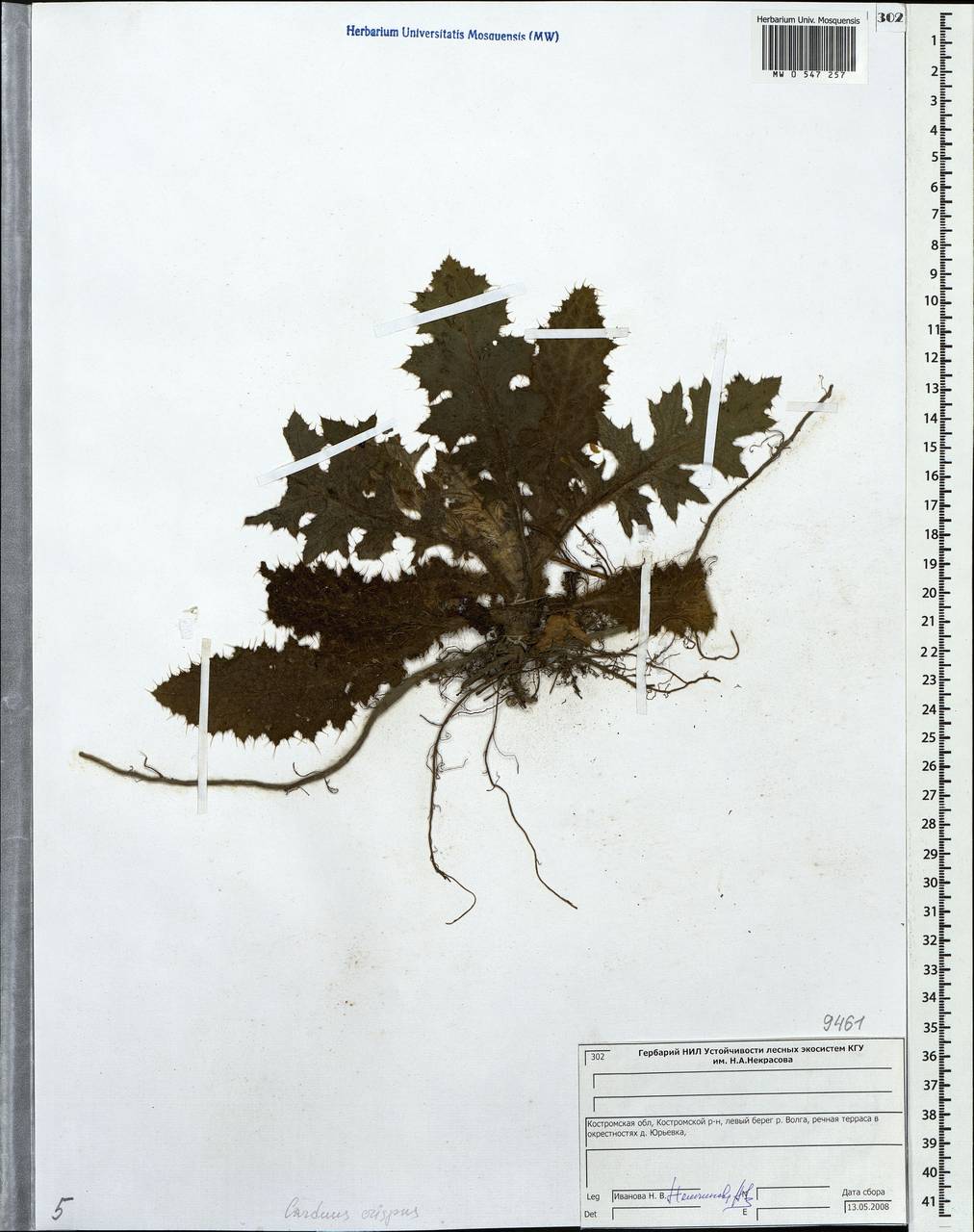 Carduus crispus L., Eastern Europe, Central forest region (E5) (Russia)