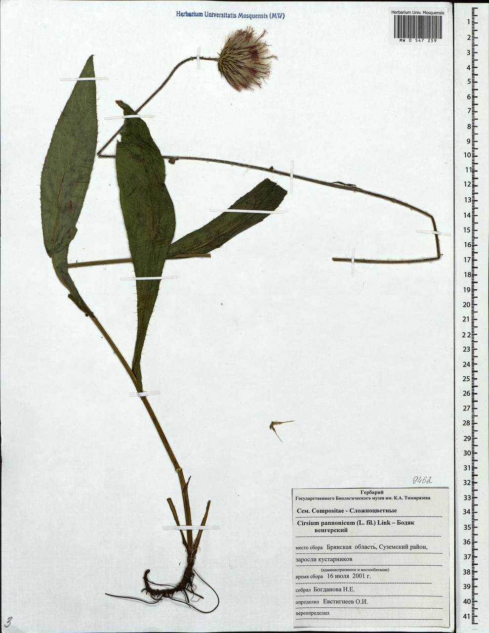 Cirsium pannonicum (L. fil.) Link, Eastern Europe, Western region (E3) (Russia)