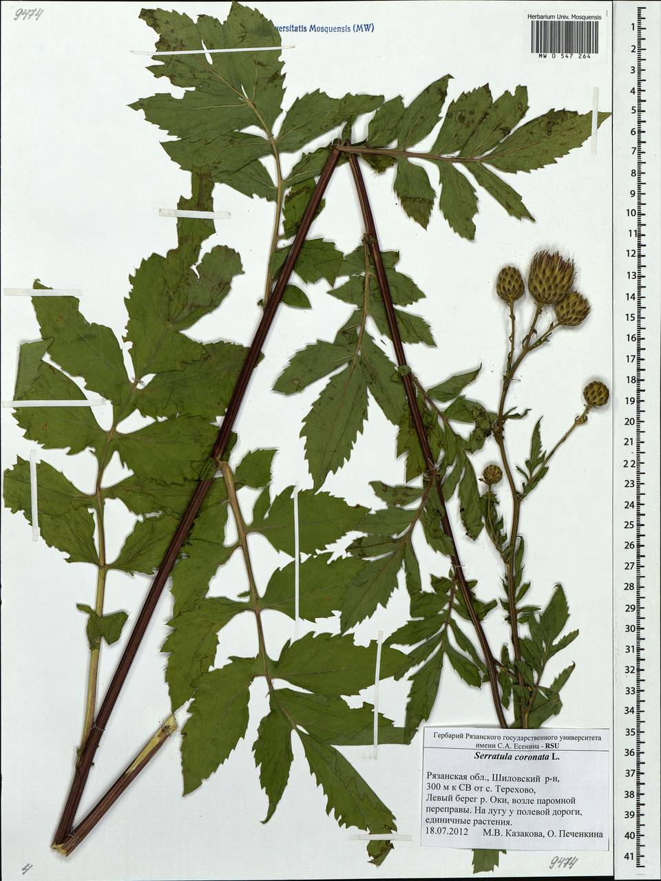 Serratula coronata L., Eastern Europe, Central region (E4) (Russia)