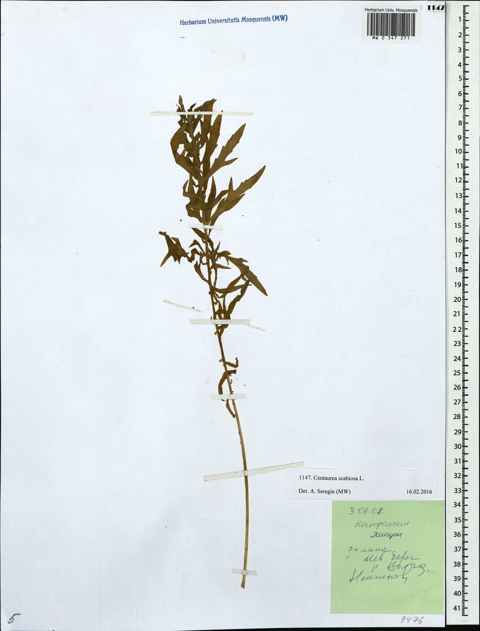 Centaurea scabiosa L., Eastern Europe, Central forest region (E5) (Russia)