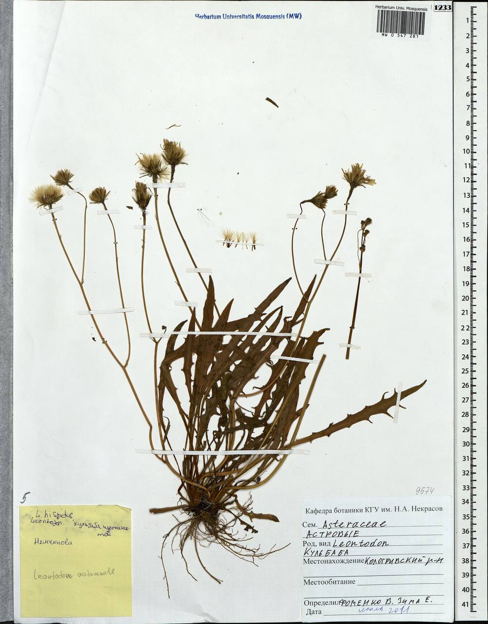 Scorzoneroides autumnalis subsp. autumnalis, Eastern Europe, Central forest region (E5) (Russia)