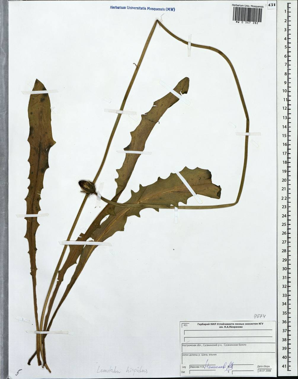 Leontodon hispidus, Eastern Europe, Central forest region (E5) (Russia)