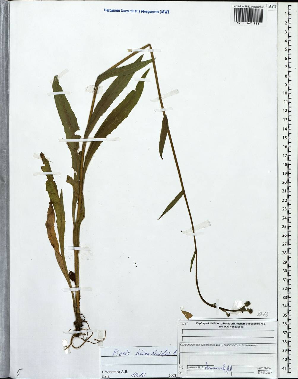 Picris hieracioides L., Eastern Europe, Central forest region (E5) (Russia)