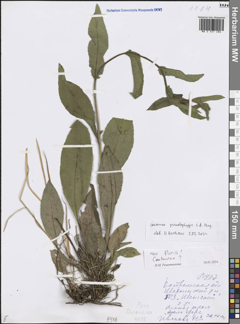 Centaurea pseudophrygia C. A. Mey., Eastern Europe, Central forest region (E5) (Russia)