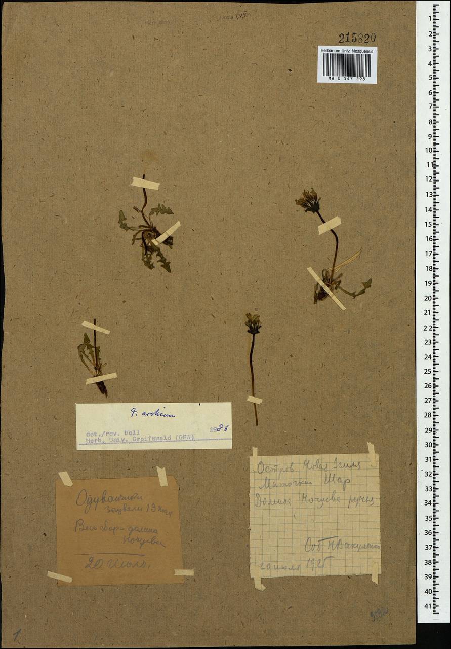 Taraxacum arcticum (Trautv.) Dahlst., Eastern Europe, Northern region (E1) (Russia)