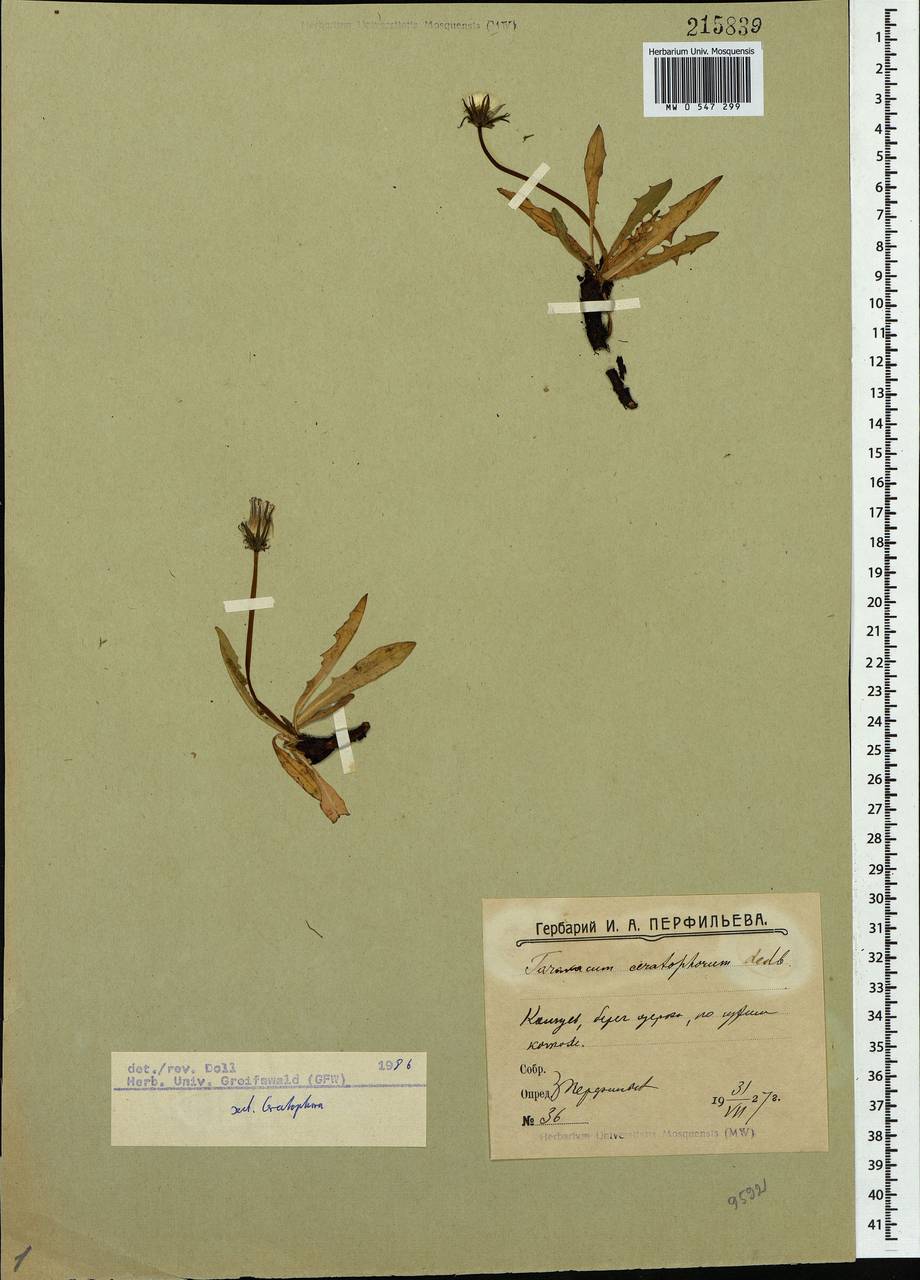 Taraxacum ceratophorum (Ledeb.) DC., Eastern Europe, Northern region (E1) (Russia)