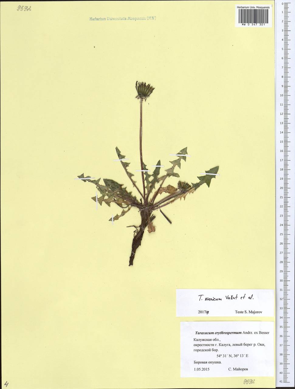 Taraxacum maricum Vasut, Kirschner & Stepánek, Eastern Europe, Central region (E4) (Russia)