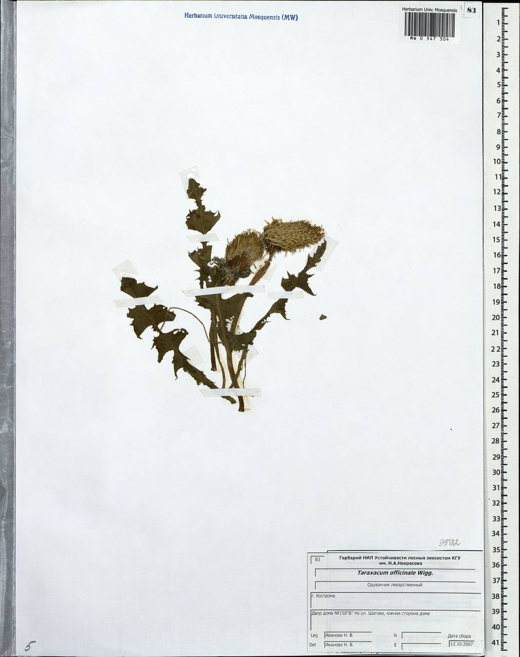 Taraxacum officinale Weber ex Wiggins, Eastern Europe, Central forest region (E5) (Russia)