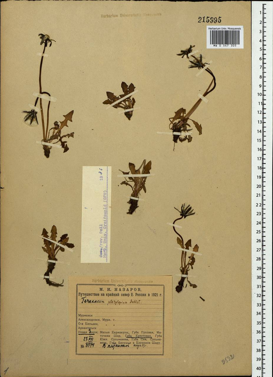 Taraxacum platylepium Dahlst., Eastern Europe, Northern region (E1) (Russia)