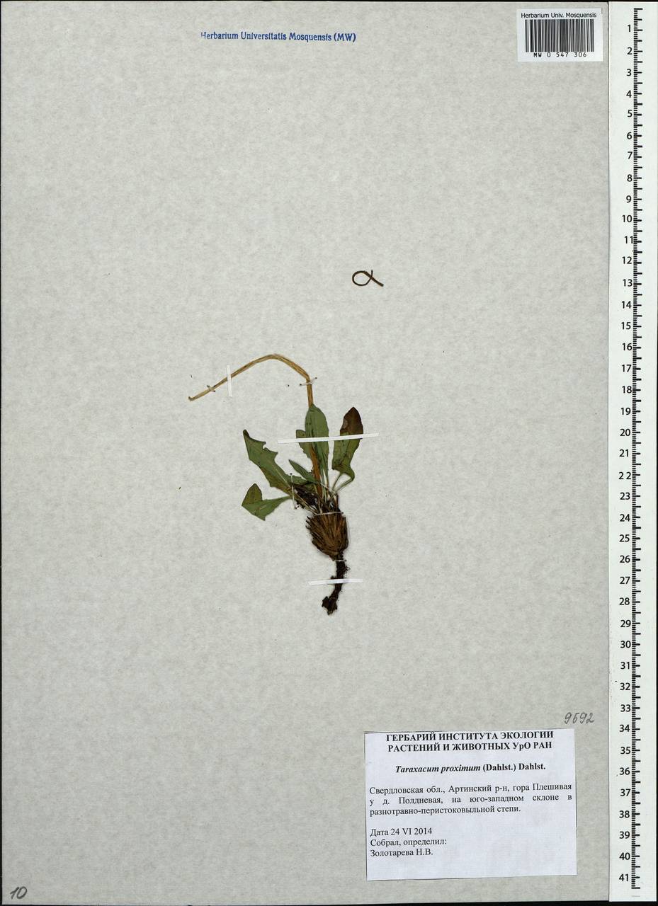 Taraxacum proximum (Dahlst.) Dahlst., Eastern Europe, Eastern region (E10) (Russia)