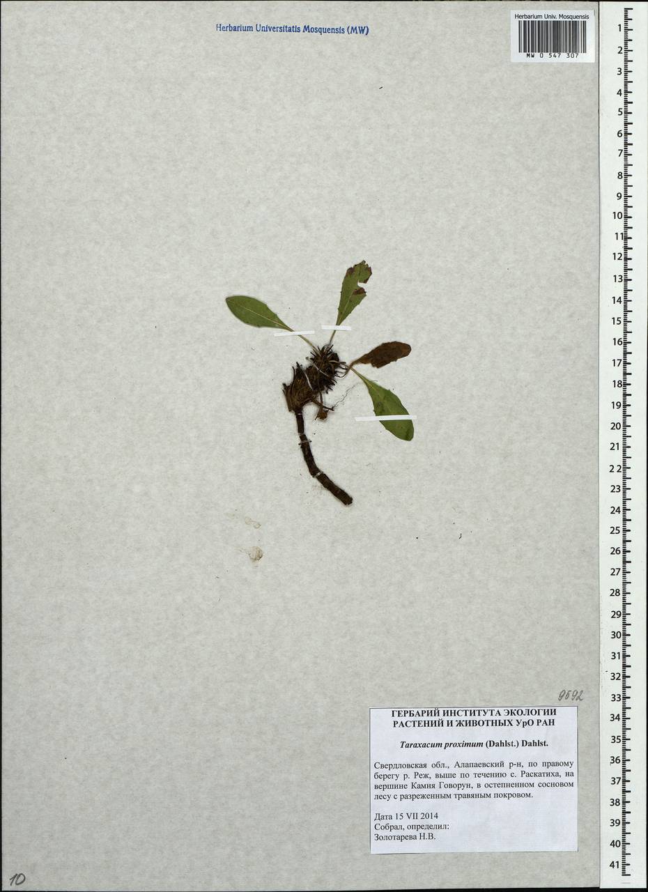 Taraxacum proximum (Dahlst.) Dahlst., Eastern Europe, Eastern region (E10) (Russia)