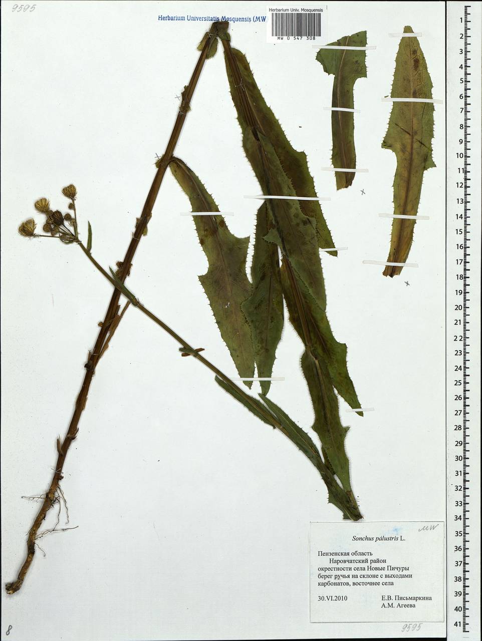 Sonchus palustris L., Eastern Europe, Middle Volga region (E8) (Russia)