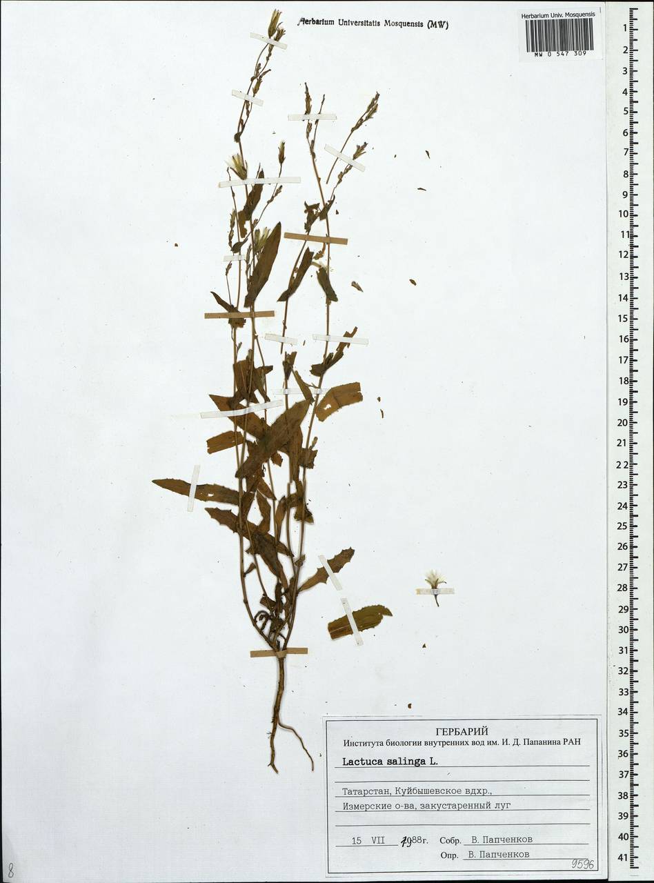 Lactuca saligna L., Eastern Europe, Middle Volga region (E8) (Russia)
