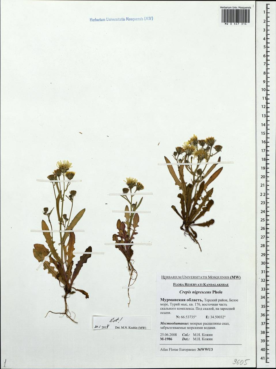 Crepis nigrescens Pohle, Eastern Europe, Northern region (E1) (Russia)