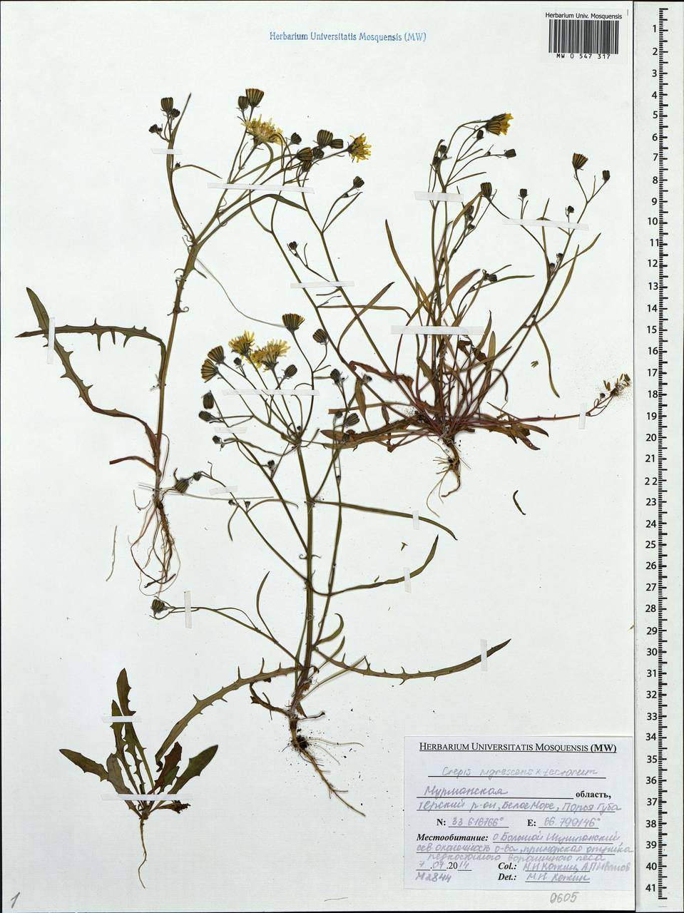 Crepis nigrescens × tectorum, Eastern Europe, Northern region (E1) (Russia)